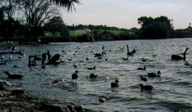 blackswan